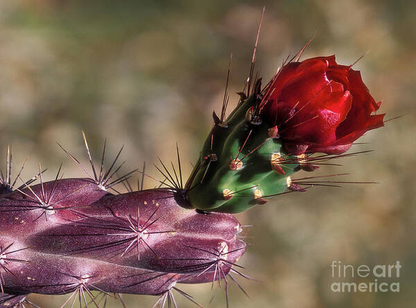 Southwest Art Print featuring the photograph Chain Cholla Cactus Bloom by Sandra Bronstein