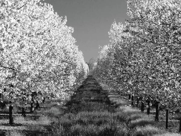 Cherry Orchard Art Print featuring the photograph Cherry Blossom Perspective B W by David T Wilkinson