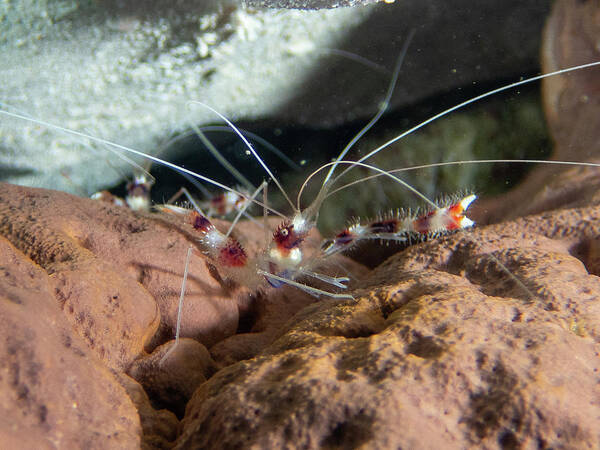 Shrimp Art Print featuring the photograph Coral banded shrimp by Brian Weber