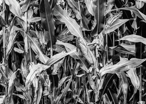 Delaware Water Gap National Park Art Print featuring the photograph Corn Field Black and White Photography by Amelia Pearn