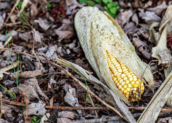 Corn Art Print featuring the photograph Corn on the Grounds by Amelia Pearn