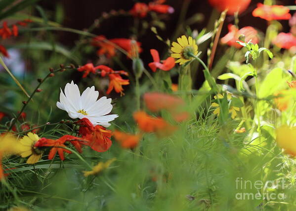 Flowers Flora Wildflowers Art Print featuring the photograph Cosmos and Crocosmia by Stephen Melia