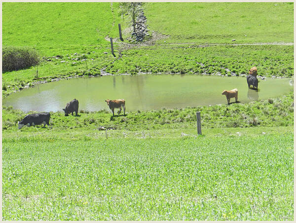 Cows Art Print featuring the photograph Cows Gathering Around a Pond, Washington County, NY by Lise Winne