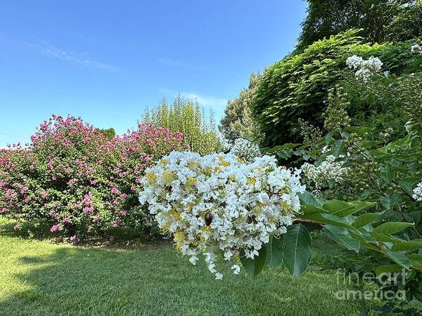 Crepe Art Print featuring the photograph Crepe Myrtle Showtime by Catherine Wilson