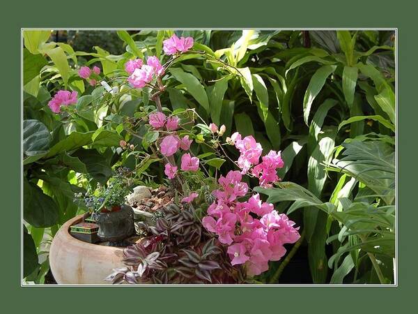 Bougainvillea Art Print featuring the photograph Crescent Light on Tropicals by Nancy Ayanna Wyatt