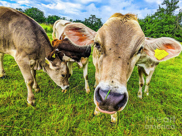 Curious Art Print featuring the photograph Curious Cow by Claudia Zahnd-Prezioso