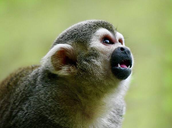 Monkey Art Print featuring the photograph Curious Squirrel Monkey by Richard Bryce and Family