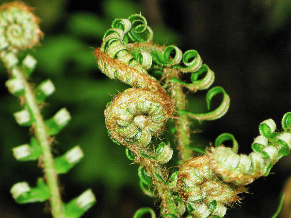 Flora Art Print featuring the photograph Curly fern by Segura Shaw Photography