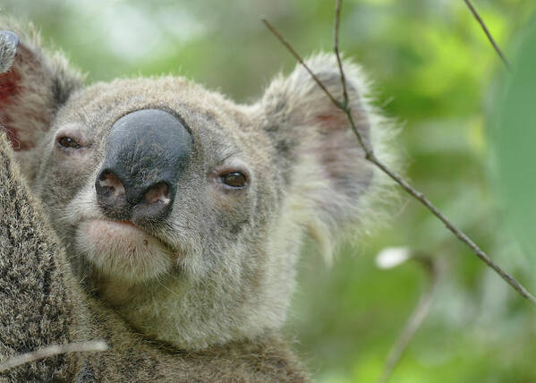 Animals Art Print featuring the photograph Cute Koala Close Up by Maryse Jansen