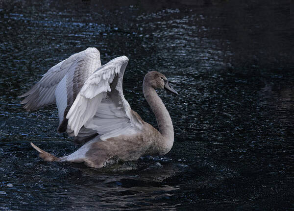Cygnet Art Print featuring the photograph Cygnet On A Lake by Jeff Townsend