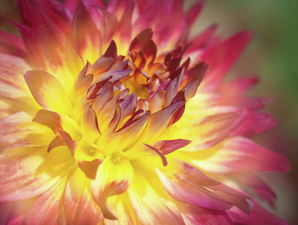 Dahlia Art Print featuring the photograph Dahlia Daze by Sylvia Goldkranz