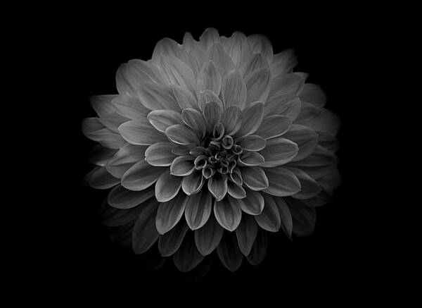 Art Art Print featuring the photograph Dahlia IV Black and White by Joan Han