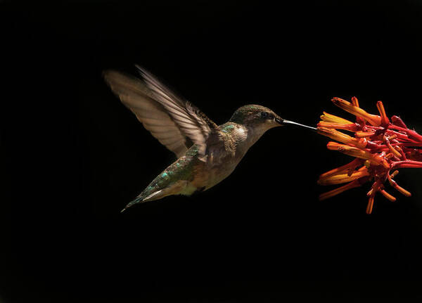 Ruby Throated Hummingbird Art Print featuring the photograph Dark Ruby by Justin Battles