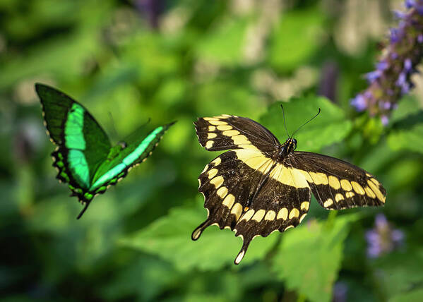 Swallowtail Art Print featuring the photograph Double Beauty by Laura Hedien