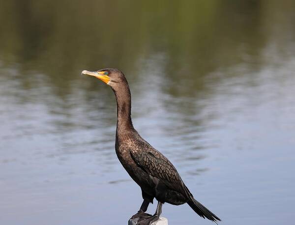 Bird Art Print featuring the photograph Double Crested Cormorant by Mingming Jiang