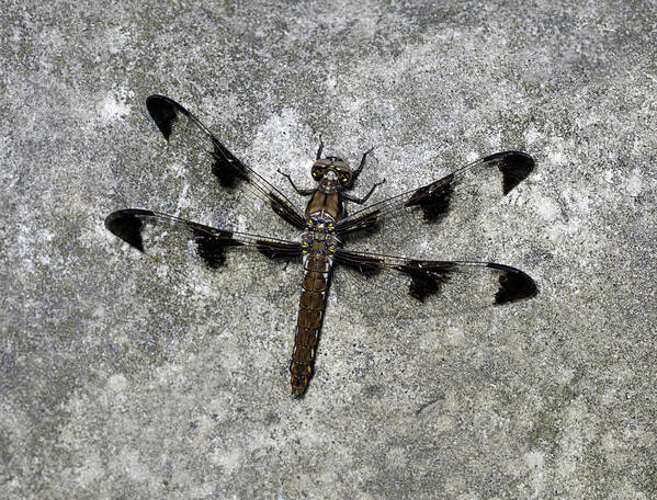 Dragonfly Art Print featuring the photograph Dragon Fly with human face by Stoneworks Imagery