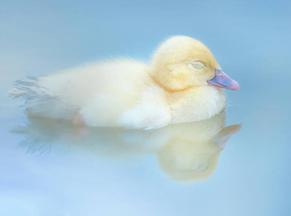 Yellow Duckling Art Print featuring the photograph Dream Reflections by Jordan Hill