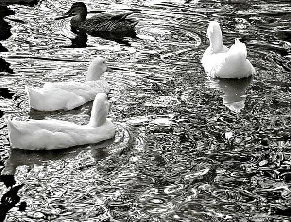 Ducks Art Print featuring the photograph Ducks in Fluid Motion by Pour Your heART Out Artworks