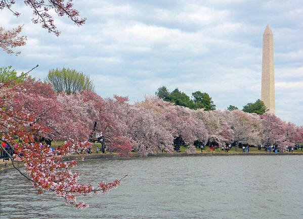 Tidal Basin Art Print featuring the photograph Early Arrival Of The Japanese Cherry Blossoms 2016 by Emmy Marie Vickers