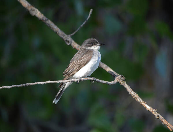 Eastern Kingbird Art Print featuring the photograph Eastern Kingbird on Branch by Whispering Peaks Photography