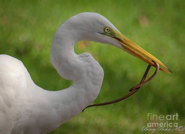 Nature Art Print featuring the photograph Egret capture by Barry Bohn