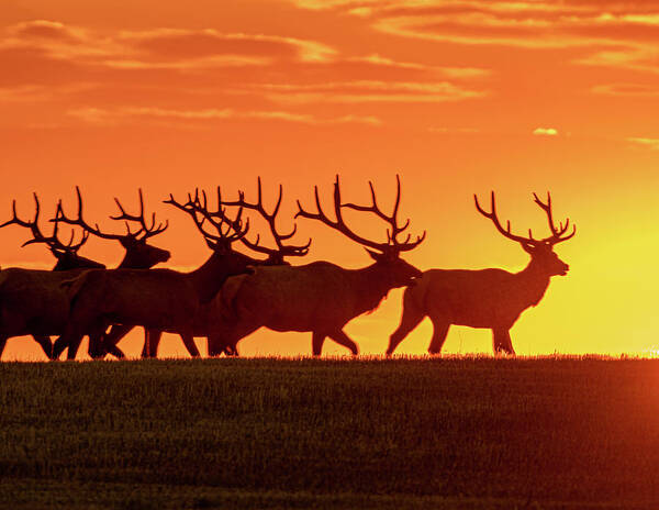 Elk Art Print featuring the photograph Elk At Sunrise by Gary Beeler