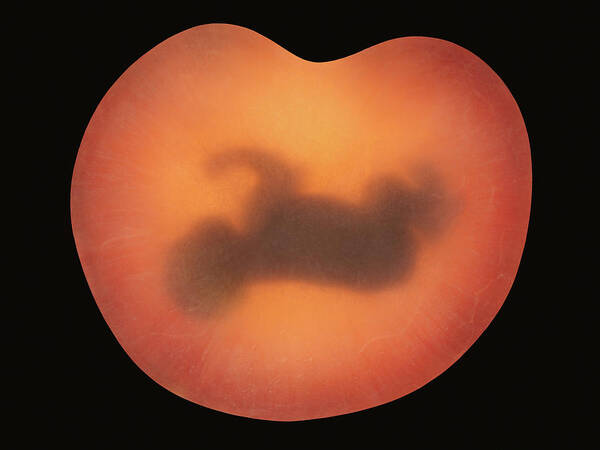 Seed Art Print featuring the photograph Embryo by Anne Geddes