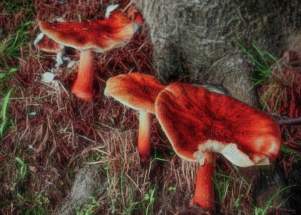 Forest Art Print featuring the photograph Everyday Mushrooms by Cordia Murphy
