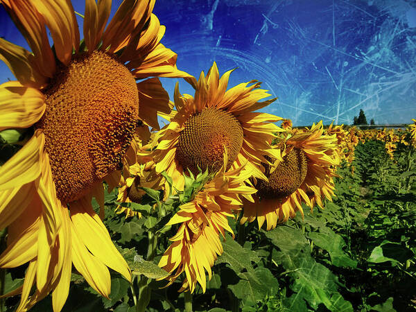 Sunflowers Art Print featuring the photograph F 0055 by Tecnoartes
