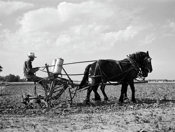 1 Person Art Print featuring the photograph Farmer Fertilizing Corn by Underwood Archives  Arthur Rothstein
