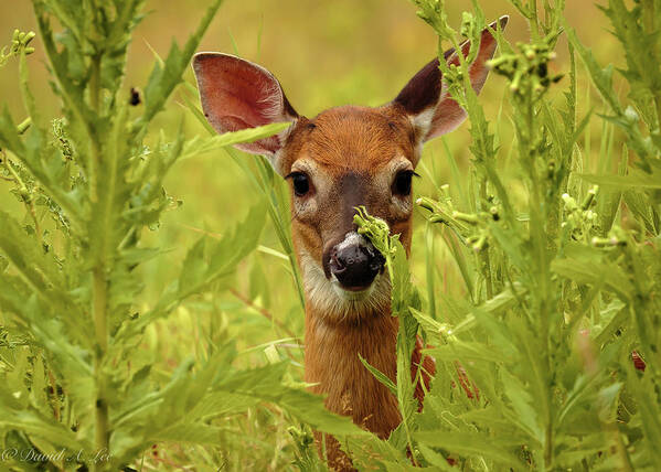 Wildlife Art Print featuring the photograph Fawn by David Lee