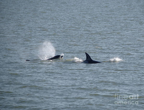 Orcas Art Print featuring the photograph Frolicking whales by Jeff Swan