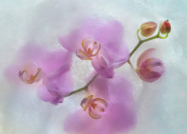 Orchid Art Print featuring the photograph Frozen Beauty by Elvira Peretsman