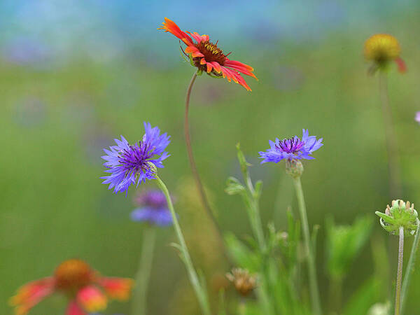 Tim Fitzharris Art Print featuring the photograph Gaillardia and Bachelor's Buttons II by Tim Fitzharris
