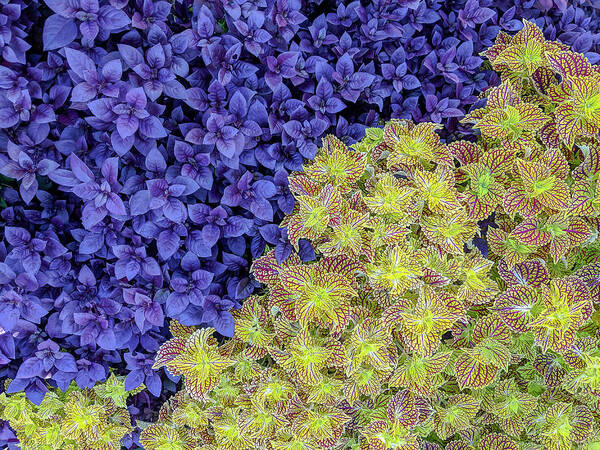 Purple Knight Art Print featuring the photograph Garden Foliage Diptych 2 by Adam Romanowicz