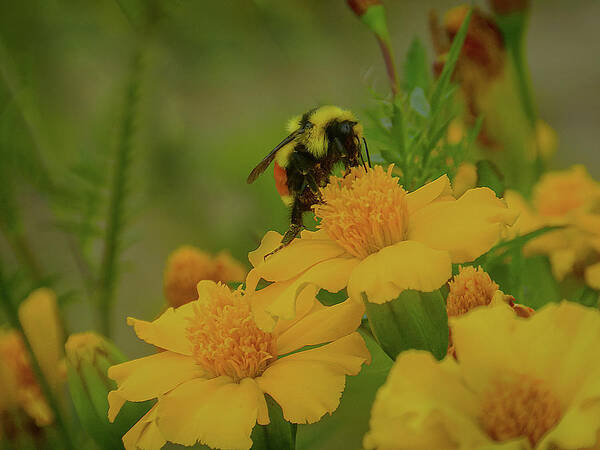 Bee Art Print featuring the photograph Happiness by Laura Putman