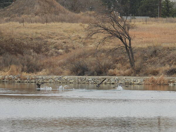 Geese Art Print featuring the photograph Geese Fighting by Amanda R Wright