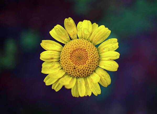 Summer Art Print featuring the photograph Golden Marguerite by Marisa Geraghty Photography