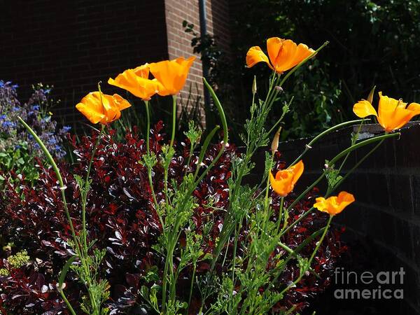 Botanical Art Print featuring the photograph Golden Poppy Greeters by Richard Thomas