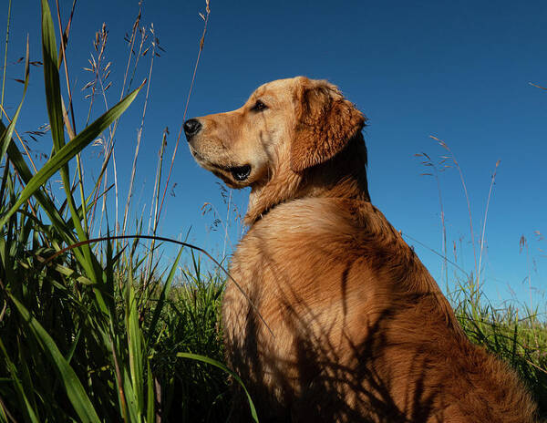 Dog Art Print featuring the photograph Golden Retriever Dog Outdoors by Phil And Karen Rispin