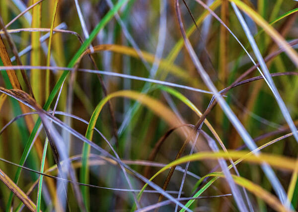 Fall Art Print featuring the photograph Nature Photography - Rainbow Grass by Amelia Pearn