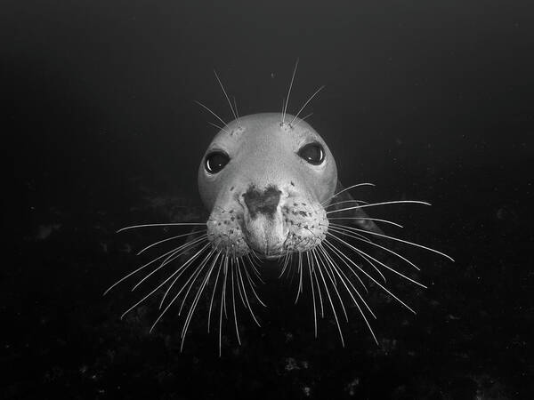 Seal Art Print featuring the photograph Gray seal by Brian Weber