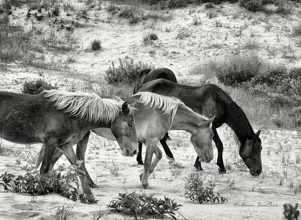 Sand Art Print featuring the photograph Grazing by William Beuther