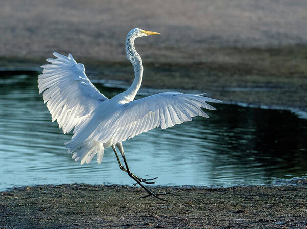 Great Egret Art Print featuring the photograph Great Egret 2110-070621-2 by Tam Ryan