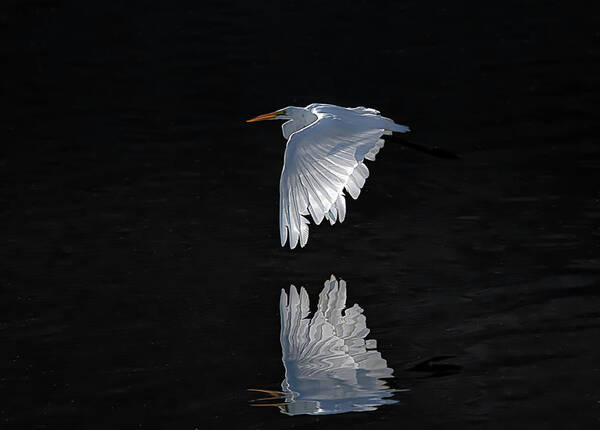 Great White Egret Art Print featuring the photograph Great White Egret in flight by Rick Mosher