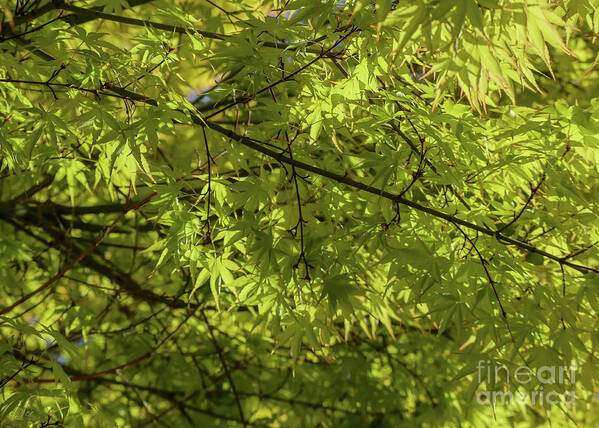 Tree Art Print featuring the photograph Green Canopy by D Lee