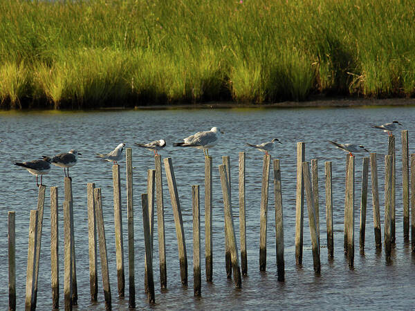 Birds Art Print featuring the photograph Group of Seagulls Standing on Sticks by Charles Floyd
