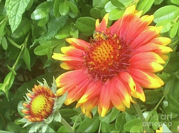 Gaillardia Flower Art Print featuring the photograph Grow with You by Carmen Lam