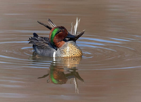 Duck Art Print featuring the photograph GWT Reflection by Art Cole
