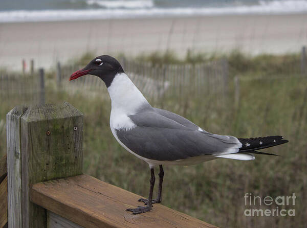 Bird Art Print featuring the photograph Handsome Seagull by Roberta Byram